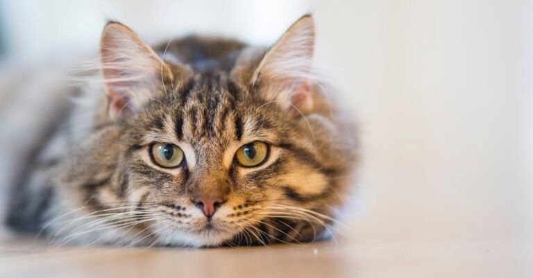 Top Cat Care Tips From Straight From The Veterinary Experts.